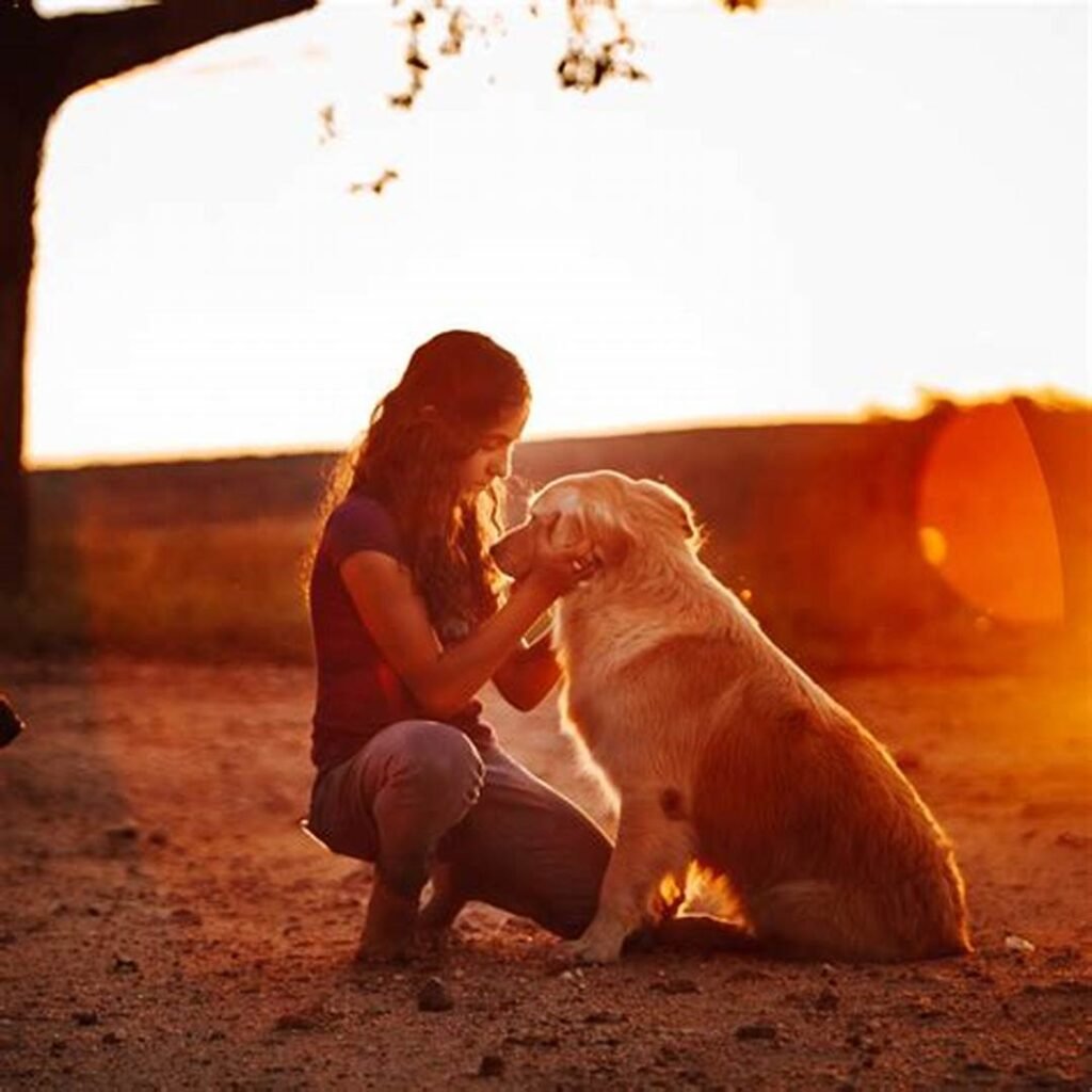 A woman crouches down to gently hold a Golden Retriever's face at sunset. The scene is backlit by the warm glow of the sun, creating a serene and affectionate moment between them.