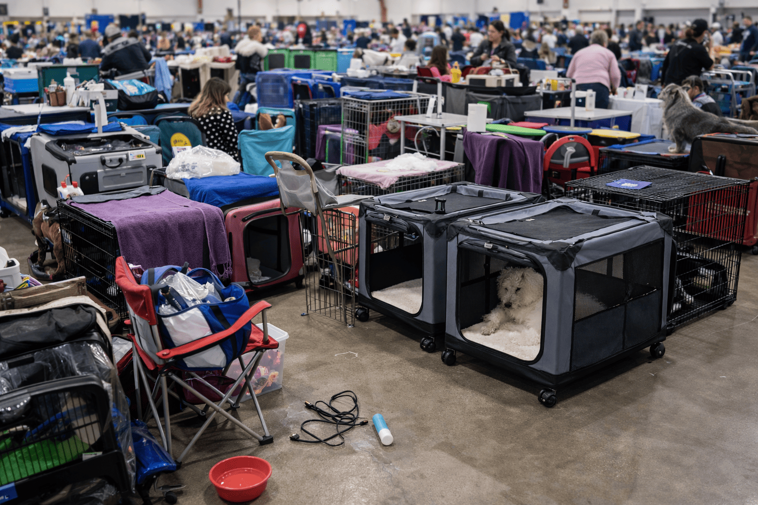A chaotic scene at a dog show with people and crates everywhere